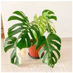 Cây Trầu Bà Đột Biến Monstera Variegata