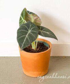 Coong dụng Alocasia Black Velvet