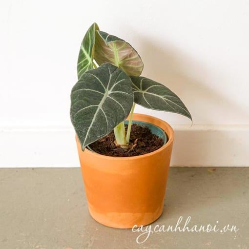 Coong dụng Alocasia Black Velvet