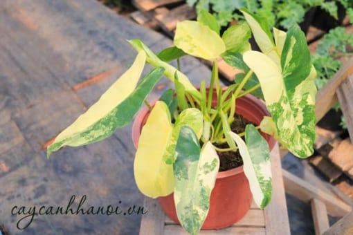 Đặc điểm Philodendron Burle Marx Variegated 