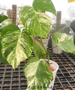 Đặc điển cây trầu bà Monstera-Var