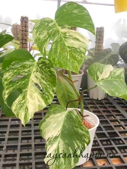 Đặc điển cây trầu bà Monstera-Var