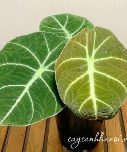 Hình dáng cây Alocasia Black Velvet