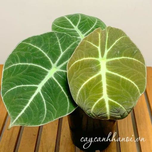 Hình dáng cây Alocasia Black Velvet