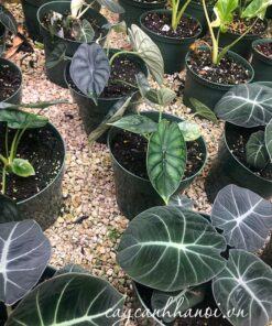 Nơi bán cây Alocasia Black Velvet