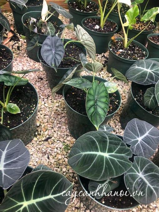 Nơi bán cây Alocasia Black Velvet