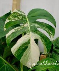 Phòng trừi sâu bệnh trên cây monstera var