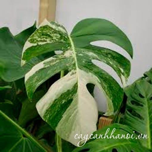 Phòng trừi sâu bệnh trên cây monstera var