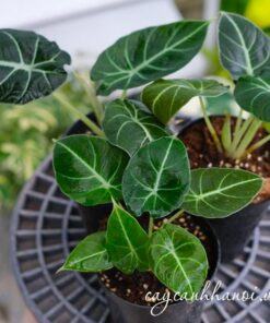 Cây môn nhung đen còn được gọi là cây Alocasia Black Velvet