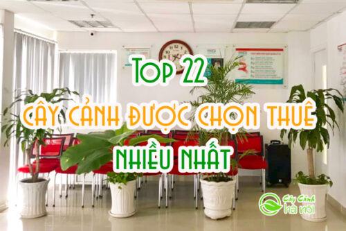 Top 22 loại cây cảnh được mua nhiều nhất