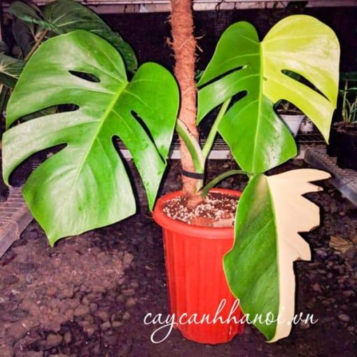 Cây Monstera Var đại diện cho sự phát triển