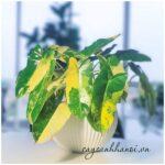 Cây Trầu Bà Lá Tim Đột Biến Philodendron Burle Marx Variegated