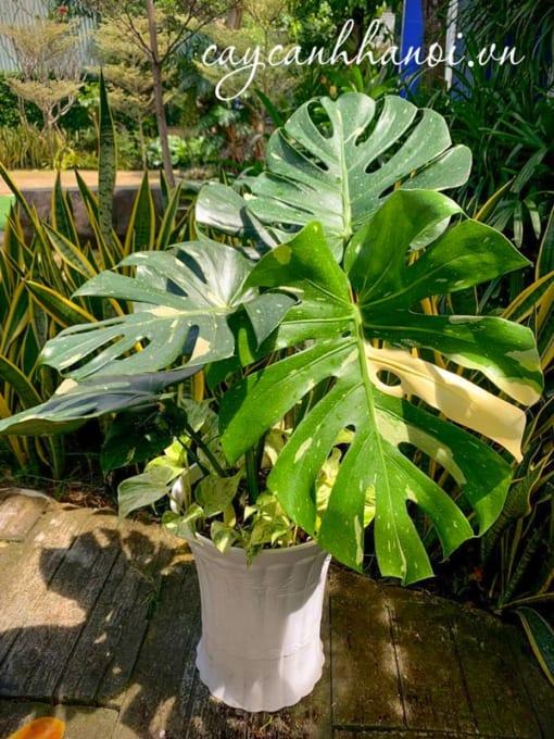 Vị trí đặt cây trầu bà Cây Monstera Var