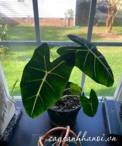 Ánh sáng cho cây cây Alocasia Frydek