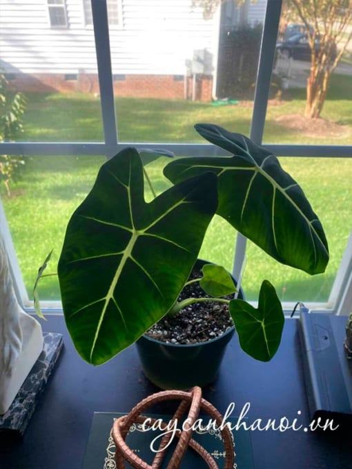 Ánh sáng cho cây cây Alocasia Frydek