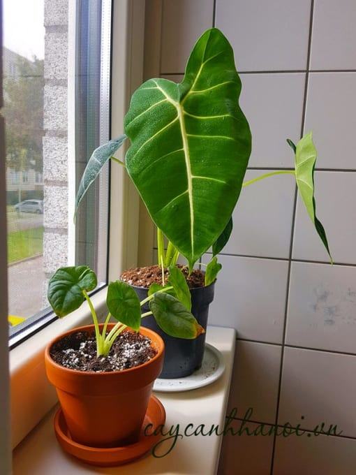 Ánh sáng phù hợp cây Gía thể trồng cây Alocasia Frydek