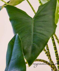 Ánh sáng phù hợp với cây Alocasia Zebrina