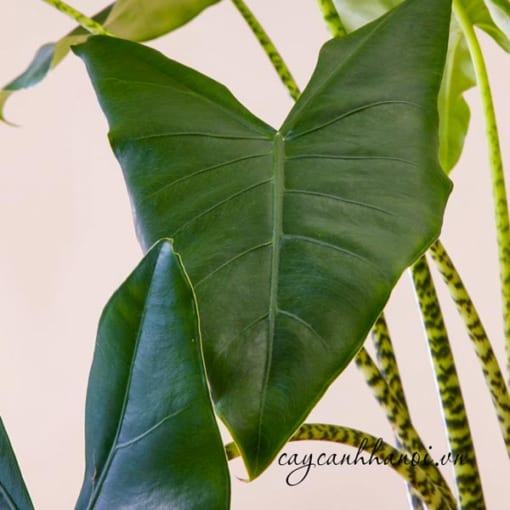 Ánh sáng phù hợp với cây Alocasia Zebrina