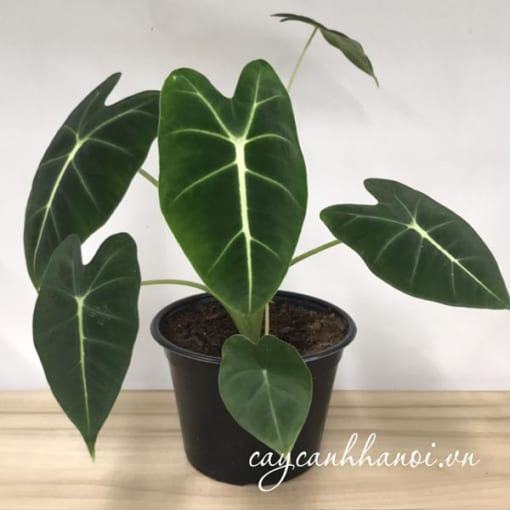 Bán cây Alocasia Frydek