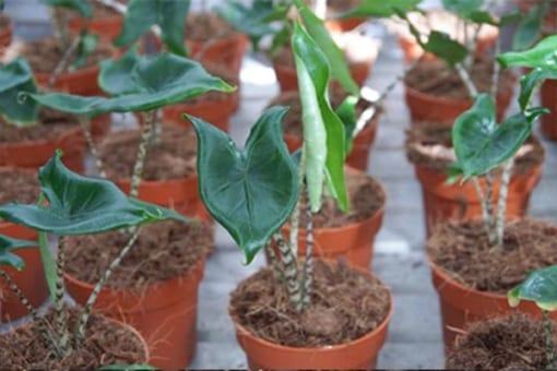 Nơi bán cây Alocasia Zebrina tai Hà Nội