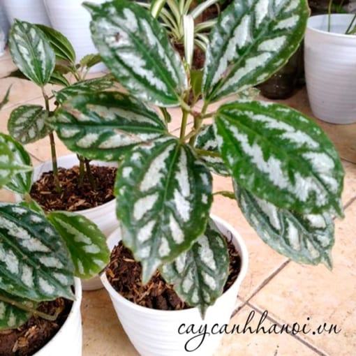 Bán cây Pilea Cadierei Aluminum tại Hà Nội