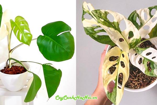 Các dạng trầu bà Monstera đột biến