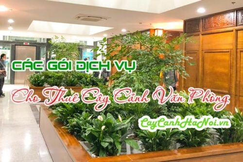 Các gói dịch vụ cho thuê cây cảnh văn phòng