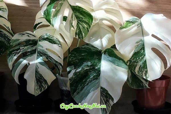 Cách chăm sóc cây trầu bà Monstera đột biến