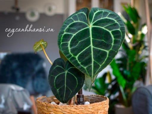 Cách nhân giống cây Anthurium Clarinervium