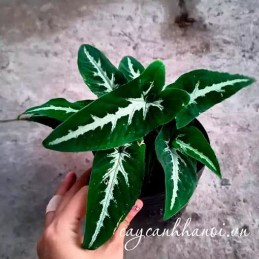 Cách nhân giống ây trầu bà Syngonium Wendlandii