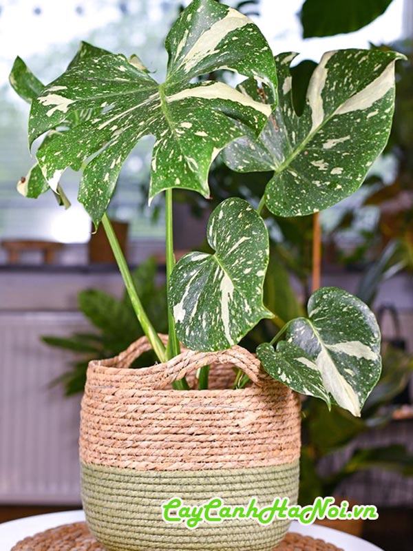 Cách nhân giống cây trầu bà Monstera đột biến