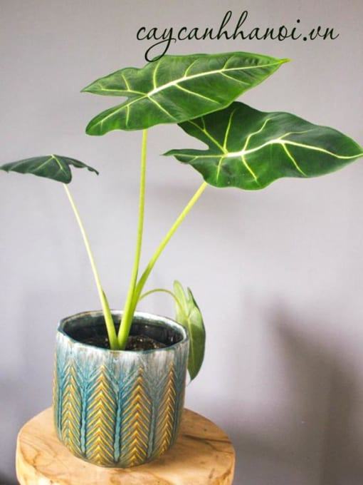 Cách trồng và chăm sóc cây nhung xanh Alocasia