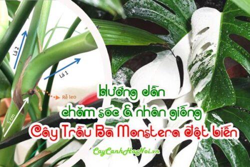 Cách chăm sóc và nhân giống cây trầu bà Monstera đột biếncây trầu bà