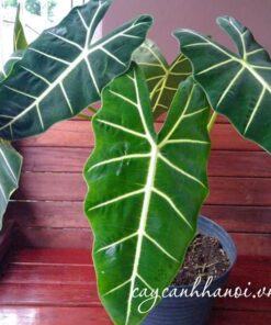 Cắt tỉa vệ sinh lá cây Green Velvet Alocasia