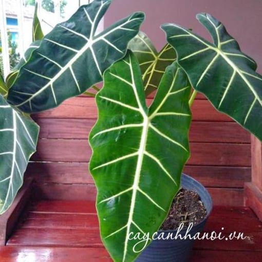 Cắt tỉa vệ sinh lá cây Green Velvet Alocasia