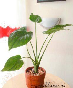 Cây Alocasia Cucullata Hooded Dwarf nội thất