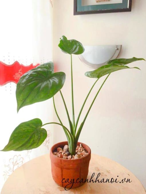 Cây Alocasia Cucullata Hooded Dwarf nội thất