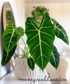 Cây Alocasia Frydek có thời gian ngủ đông