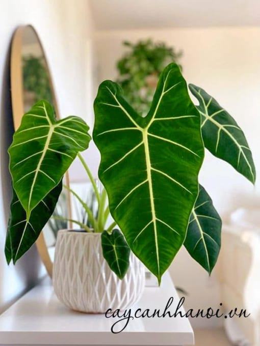 Cây Alocasia Frydek có thời gian ngủ đông