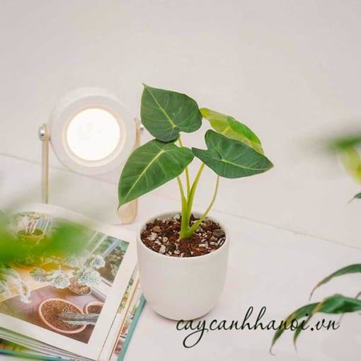 Cây Alocasia Frydek để bàn