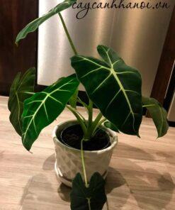 Cây Alocasia Frydek ưa ẩm