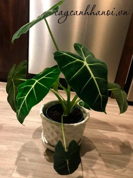 Cây Alocasia Frydek ưa ẩm