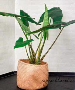 Cây Alocasia Zebrina chịu bóng tốt