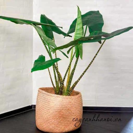 Cây Alocasia Zebrina chịu bóng tốt