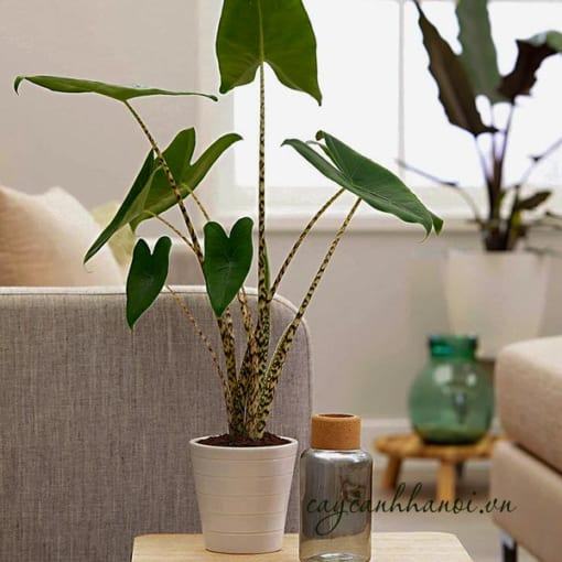 Cây Alocasia Zebrina trang trí nội thất