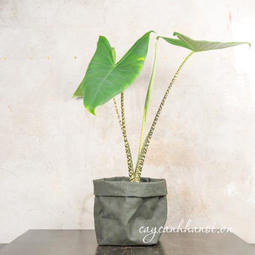 Cây Alocasia Zebrina trồng văn phòng