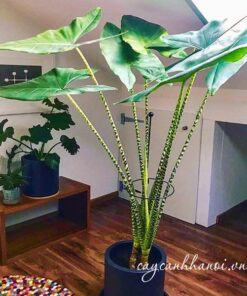 Cây Alocasia Zebrina trang trí nội thất