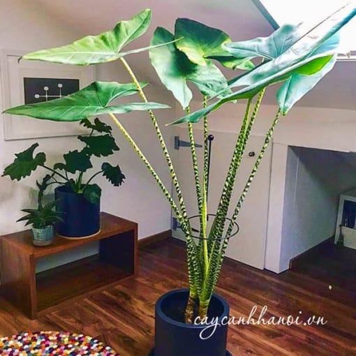 Cây Alocasia Zebrina trang trí nội thất