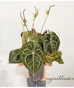 Cây Anthurium Clarinervium