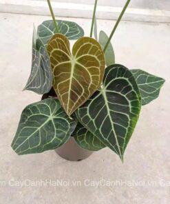 Cây Anthurium Clarinervium mang đến sự may mắn